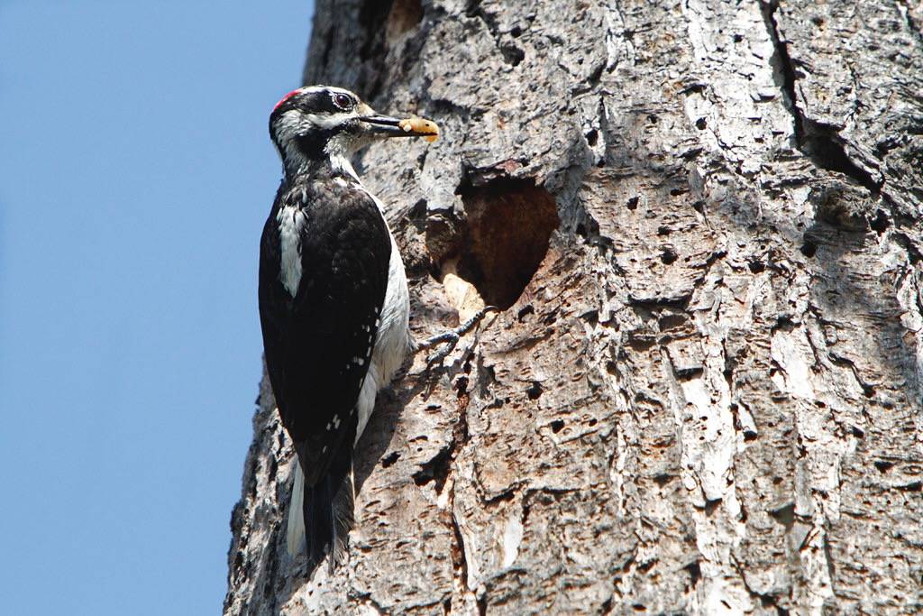 Male Hairy Woodpecker with a grub in it's bill by Alan Vernon. is licensed under CC BY-NC-SA 2.0